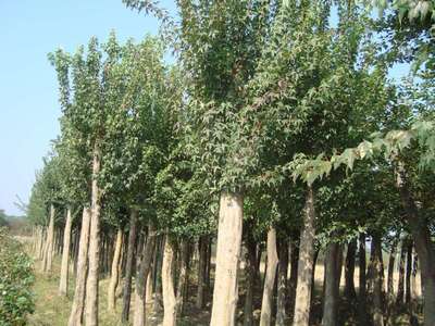 大量供應(yīng) 烏桕樹 落葉喬木土壤的適應(yīng)性較強工程綠化苗木批發(fā)