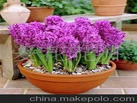 進口風信子價格 進口風信子批發 進口風信子廠家