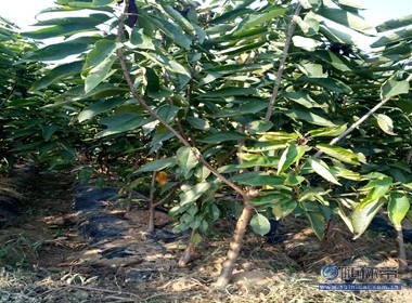 【冬天可以栽植櫻桃苗嘛光澤度好紅手球櫻桃苗廠家價格】泰安高新區(qū)旺運苗木中心