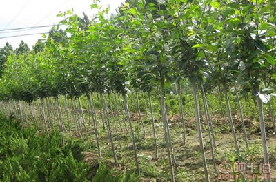 【泰安低價供應垂絲海棠海棠價格綠化苗基地有苗廠家直銷】泰安市泰山區(qū)青聯(lián)苗木種植農(nóng)民專業(yè)合作社