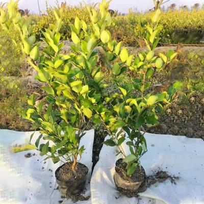 大葉女貞苗 大葉女貞樹苗價格_綠化苗木_農(nóng)業(yè)/畜牧_產(chǎn)品_企騰網(wǎng)工廠