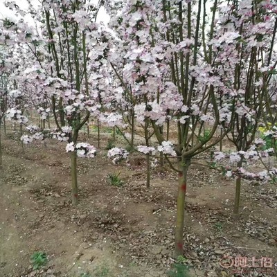 【誠信經營海棠苗廠家西府海棠的用途】泰安高新區旺運苗木中心 - 產品庫