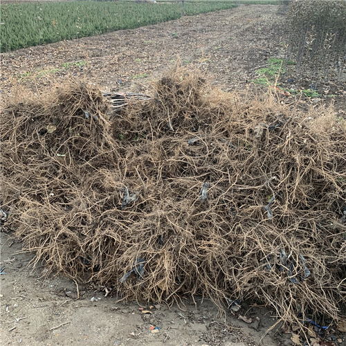 【批發矮化柱狀蘋果苗、批發矮化柱狀蘋果苗基地】- 