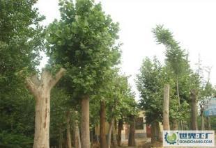 低價0法桐、欒樹、合歡、國槐、柳樹等常規(guī)苗木_農(nóng)副產(chǎn)品_世界工廠網(wǎng)中國產(chǎn)品信息庫