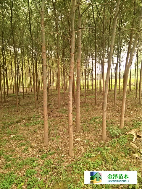 河北出售旱柳 6公分旱柳價格 旱柳報價_河北保定博野金澤綠化苗木基地 - 商國互聯(lián)網(wǎng)