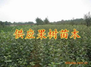 長期大量供應各種果樹苗木核桃苗指導價 長期大量供應各種果樹苗木核桃苗行情 陜西楊凌錦繡萬畝果樹苗木繁育基地