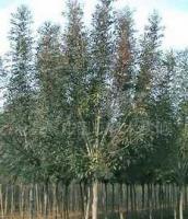 銷售綠化苗木 白蠟 樹苗[供應]_綠化苗木_世界工廠網(wǎng)中國產(chǎn)品信息庫