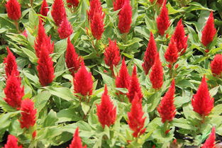 元磊花卉供應(yīng)實(shí)惠的雞冠花 優(yōu)質(zhì)雞冠花價格