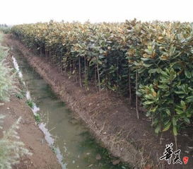 精品雪松苗 廣玉蘭苗推薦