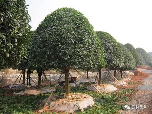 苗木移栽時(shí)注意這幾點(diǎn),后期病蟲害就會(huì)減少很多