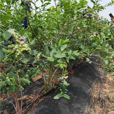 公爵藍莓苗產品批發 山東