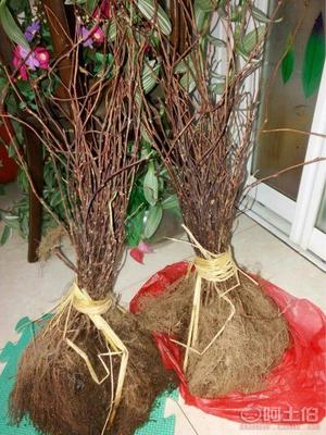 【大量批發五味子苗,一年生五味子苗】,價格,廠家,供應商,花木,寬城區永發苗木培育基地 - 產品庫