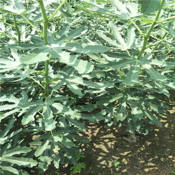 【哪里有核桃苗,核桃苗批發(fā)出售基地】- 