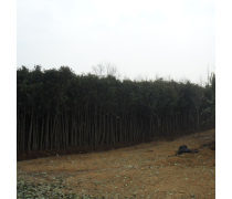 【直銷(xiāo)高桿女貞樹(shù)苗常綠喬木量大專車(chē)配貨現(xiàn)貨充足高干女貞小苗】沭陽(yáng)盛唐綠化苗木場(chǎng) - 產(chǎn)品庫(kù)