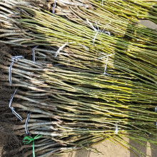 核桃價(jià)格 核桃公司 圖片 視頻