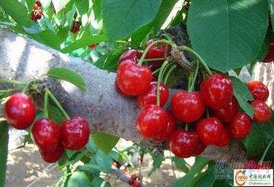 供應(yīng)大櫻桃樹(shù)苗產(chǎn)品 批發(fā)營(yíng)口大櫻桃苗木 大量銷售熊岳櫻桃樹(shù)產(chǎn)品|遼寧生產(chǎn)美早紅燈櫻桃苗(圖)_供應(yīng)大櫻桃樹(shù)苗產(chǎn)品 批發(fā)營(yíng)口大櫻桃苗木 大量銷售熊岳櫻桃樹(shù)產(chǎn)品|遼寧生產(chǎn)美早紅燈櫻桃苗(圖)價(jià)格_供應(yīng)大櫻桃樹(shù)苗產(chǎn)品 批發(fā)營(yíng)口大櫻桃苗木 大量銷售熊岳櫻桃樹(shù)產(chǎn)品|遼寧生產(chǎn)美早紅燈櫻桃苗(圖)廠家-勤加緣網(wǎng)【遼寧熊岳樹(shù)苗繁育基地15841757950】