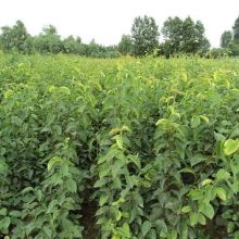 泰安高新區(qū)永盛苗木園藝場(chǎng) 供應(yīng)產(chǎn)品