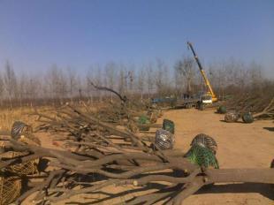 直銷毛白楊國(guó)槐白蠟千頭椿速生楊等苗木_農(nóng)副產(chǎn)品_世界工廠網(wǎng)