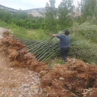 主營產品:花卉租擺、工廠綠化工程、各種綠化苗木、花卉基地直銷