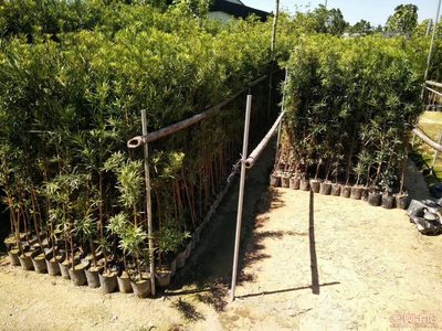 【羅漢松培養(yǎng)基地、羅漢松小苗直銷、質(zhì)優(yōu)價(jià)廉】綠化苗木,價(jià)格,廠家,供應(yīng)商,花木,龍海市東泗興輝園藝場(chǎng) - 產(chǎn)品庫(kù)