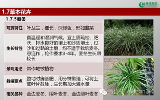 綠城集團(tuán)園林軟景苗木圖譜 全套