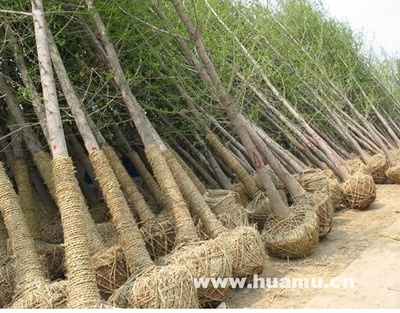 銀杏-江蘇省沭陽縣景苑園林綠化園藝場苗木產(chǎn)品