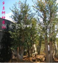 綠化苗木產品,苗木圖片信息 387