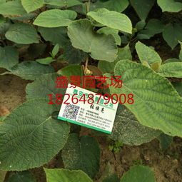 河南紅心獼猴桃樹(shù)苗批發(fā)價(jià)格及種植指南