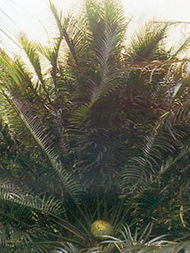 廣州市綠化公司白云苗圃 花卉種植與產品展示