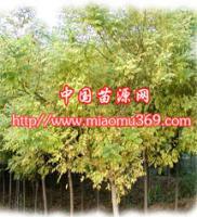 陜西金枝國槐苗木供應、采購與行情解析
