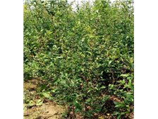 吳中區東山石井灣苗木場產品展示 花木蔥蘢，匠心培育