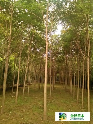 千頭椿苗木的南北種植熱土 遼寧、山西、山東及河北保定博野金澤基地